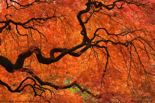 6th Annual Tree Photo Contest