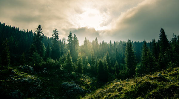 Memorial forest of evergreen trees with sun and clouds in background