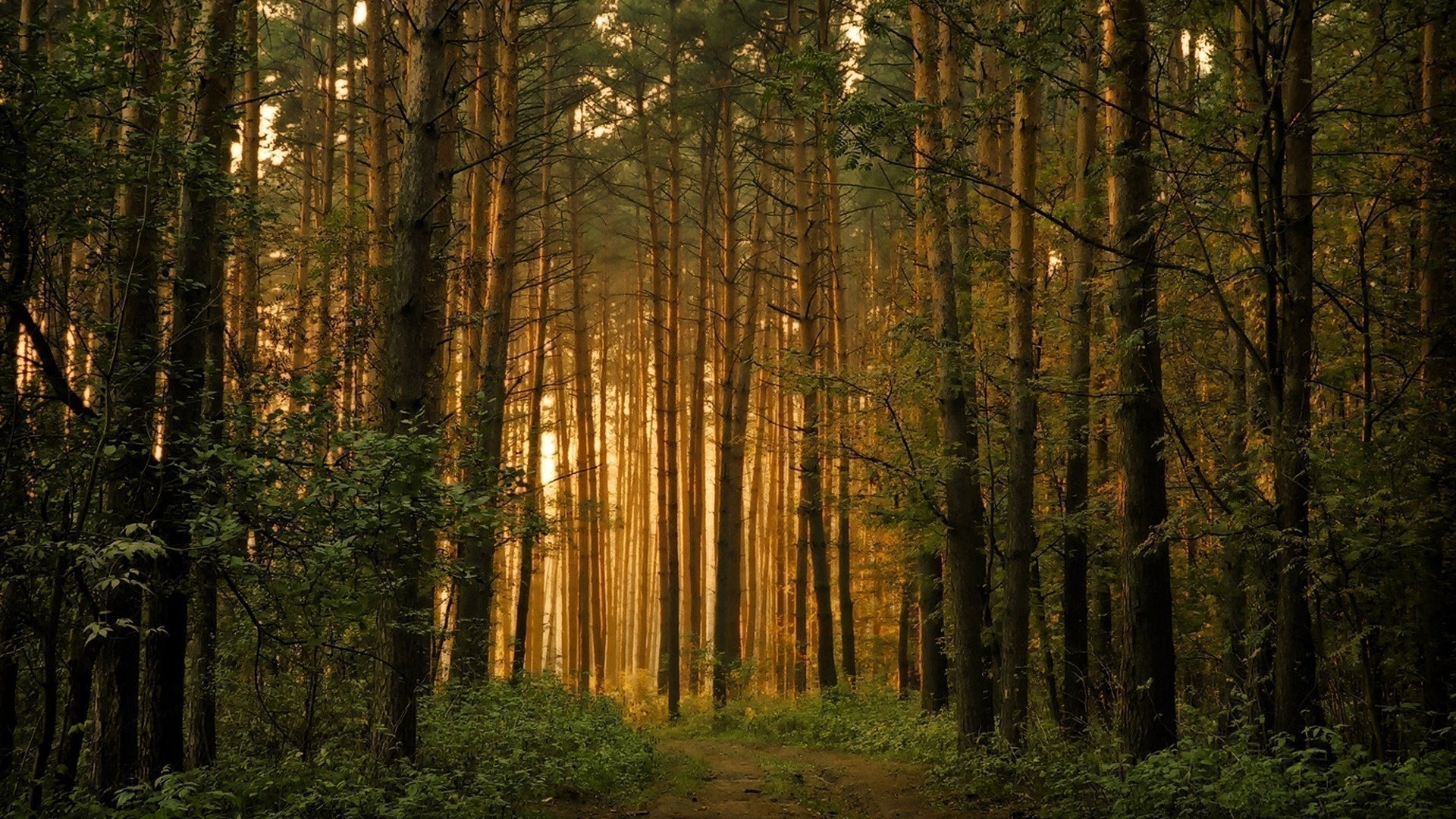 Memorial grove of trees with sunset in the background peeking through trees