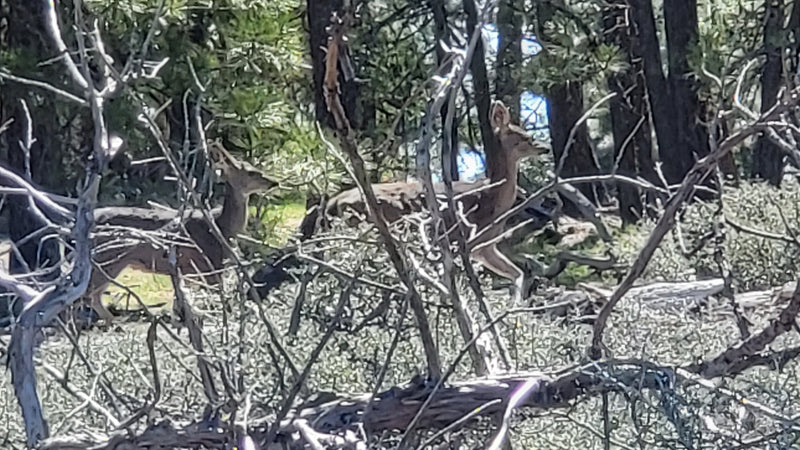 Life Returns to the Forest