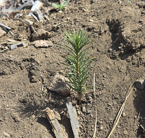 seedling tree planted as a memorial in sequoia national forest
