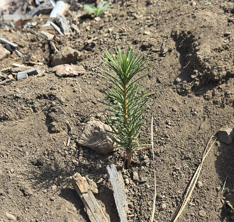 Sequoia National Forest 2025 - Tree Gifts Planting Location Update