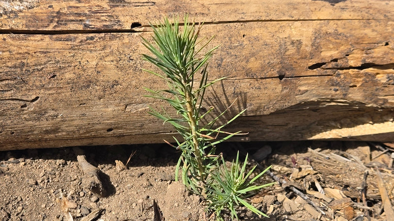 2025 Tree Planting Impact Report