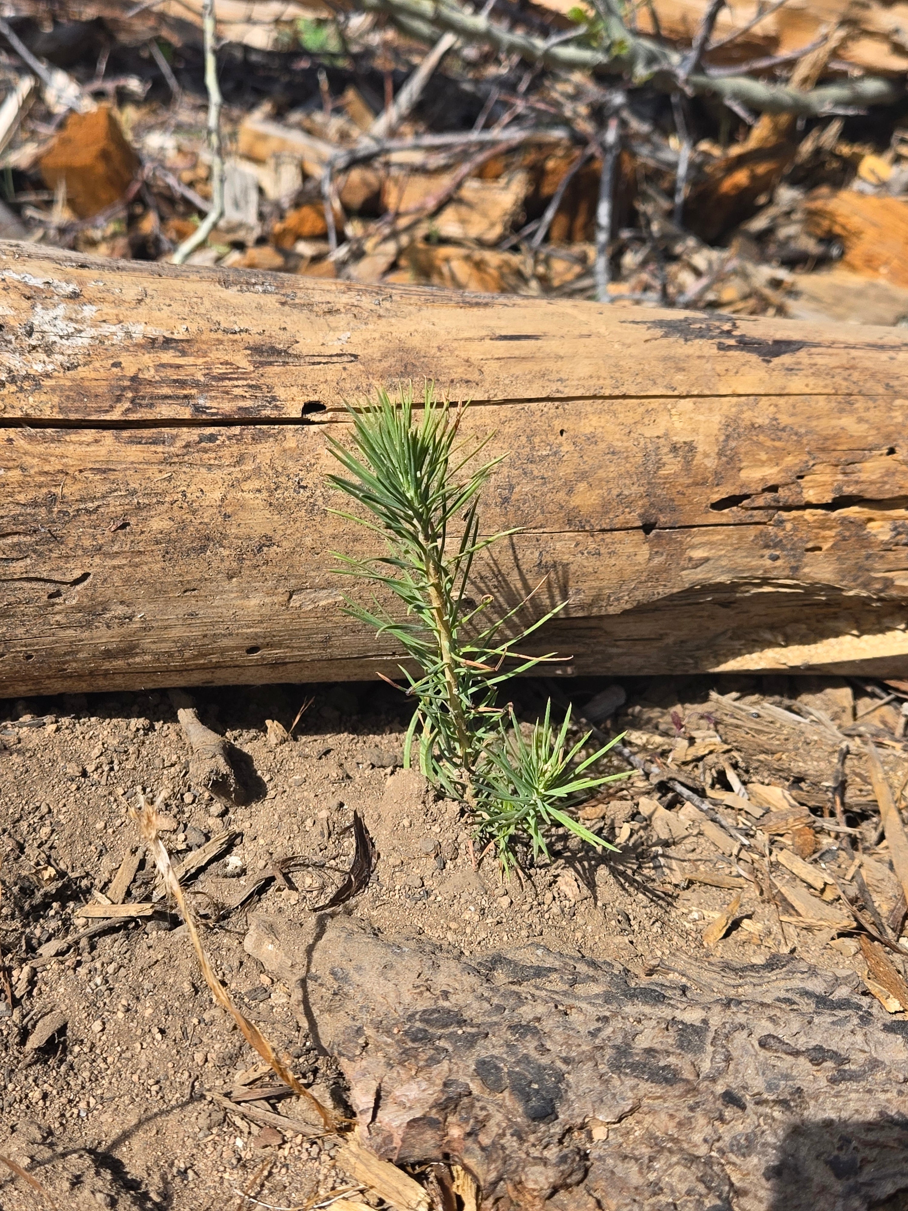 2025 Tree Planting Impact Report