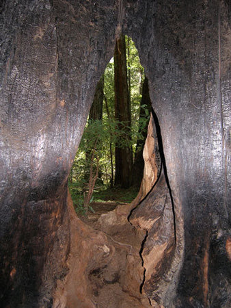 7th Annual Tree Photo Contest!