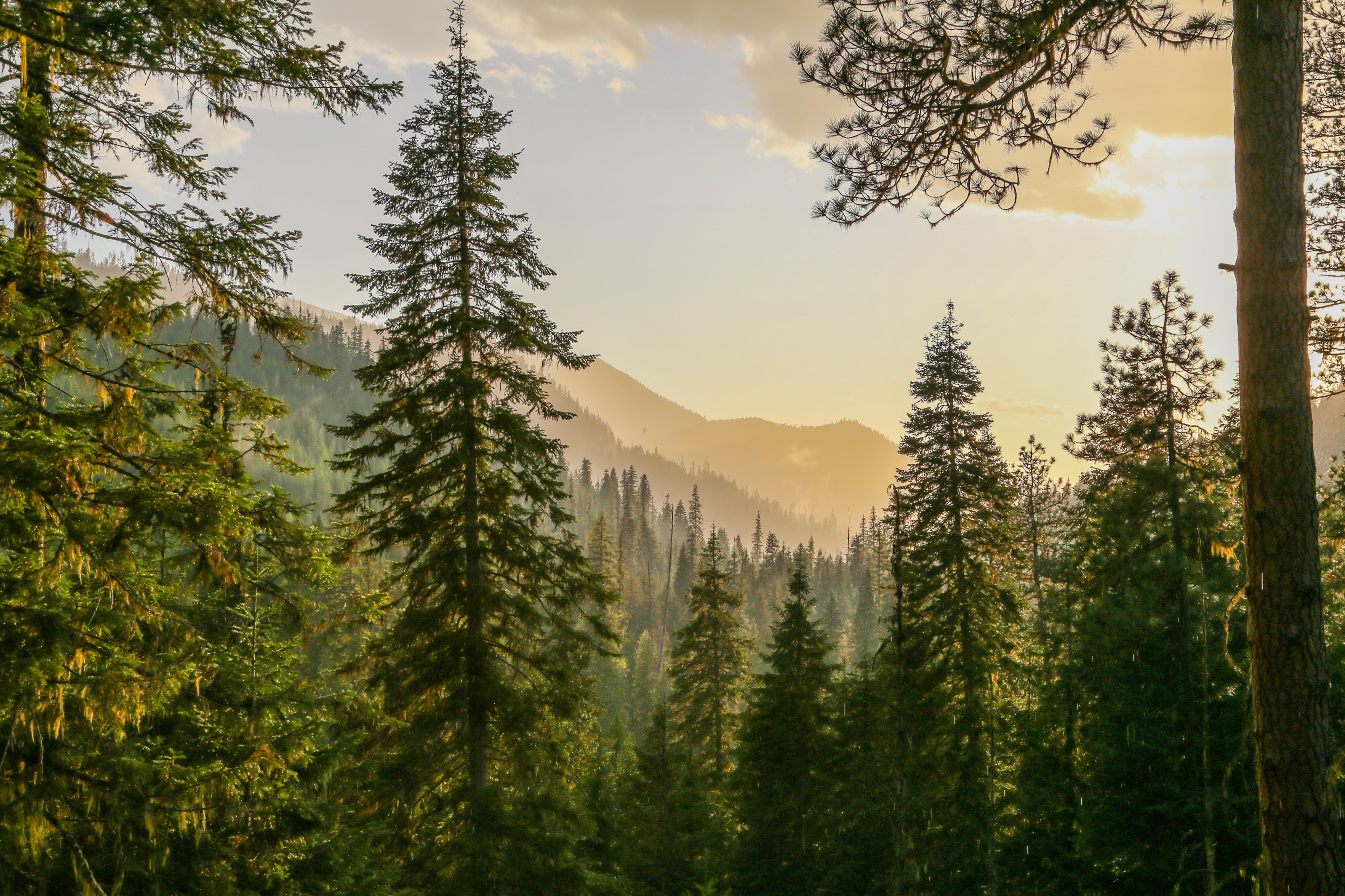 Memorial trees with sunset behind