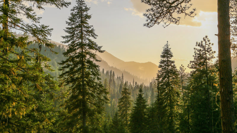How to Plant a Tree in Memory of Someone: A Meaningful Lasting Tribute