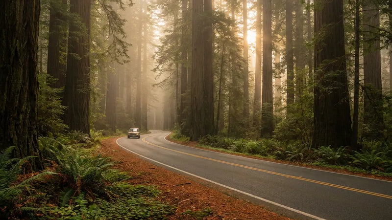 California's Giant Trees: Where to Find the State's Most Magnificent Redwoods and Sequoias