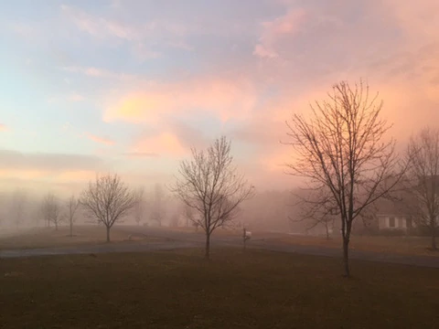 Arbor Day Tree Photo Winners 2017