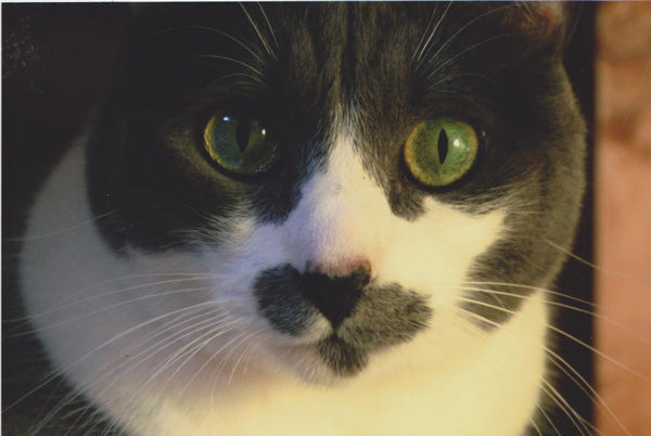 5 Tips for Dealing with the Loss of a Pet
