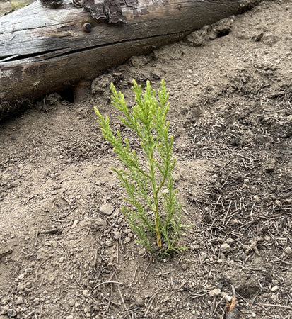 2023 Tree Planting Impact Report