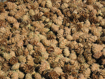 Pinecones