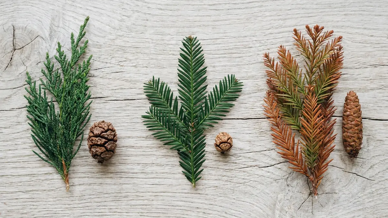 Sequoia Species Explained: Scientific Names, Classification & Types of Redwood Trees