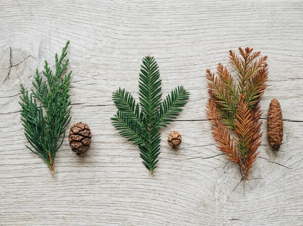 Sequoia Species Explained: Scientific Names, Classification & Types of Redwood Trees