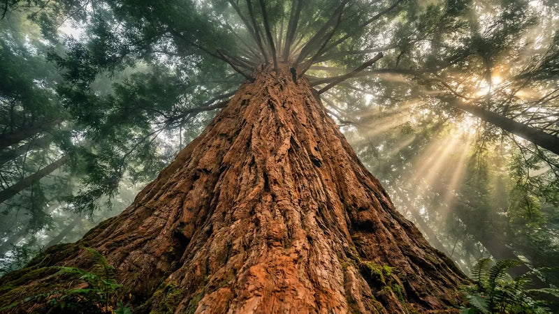 The Biggest Trees in the World: A Complete Ranking of Earth's Largest, Tallest & Widest Trees