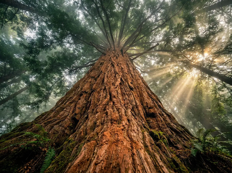 The Biggest Trees in the World: A Complete Ranking of Earth's Largest, Tallest & Widest Trees