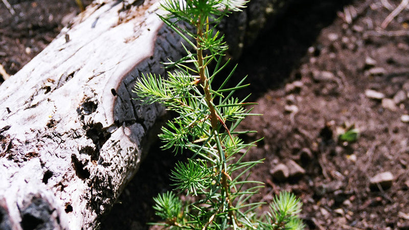 How Trees for a Change Got Started