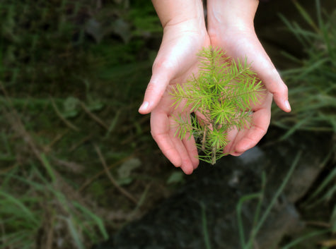 Pine seedling planted in memory in a national forest, cradled in hands