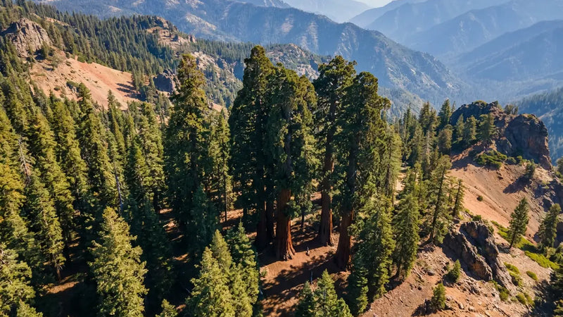 Where to See Giant Sequoias and Redwoods: Complete Location Guide & Map