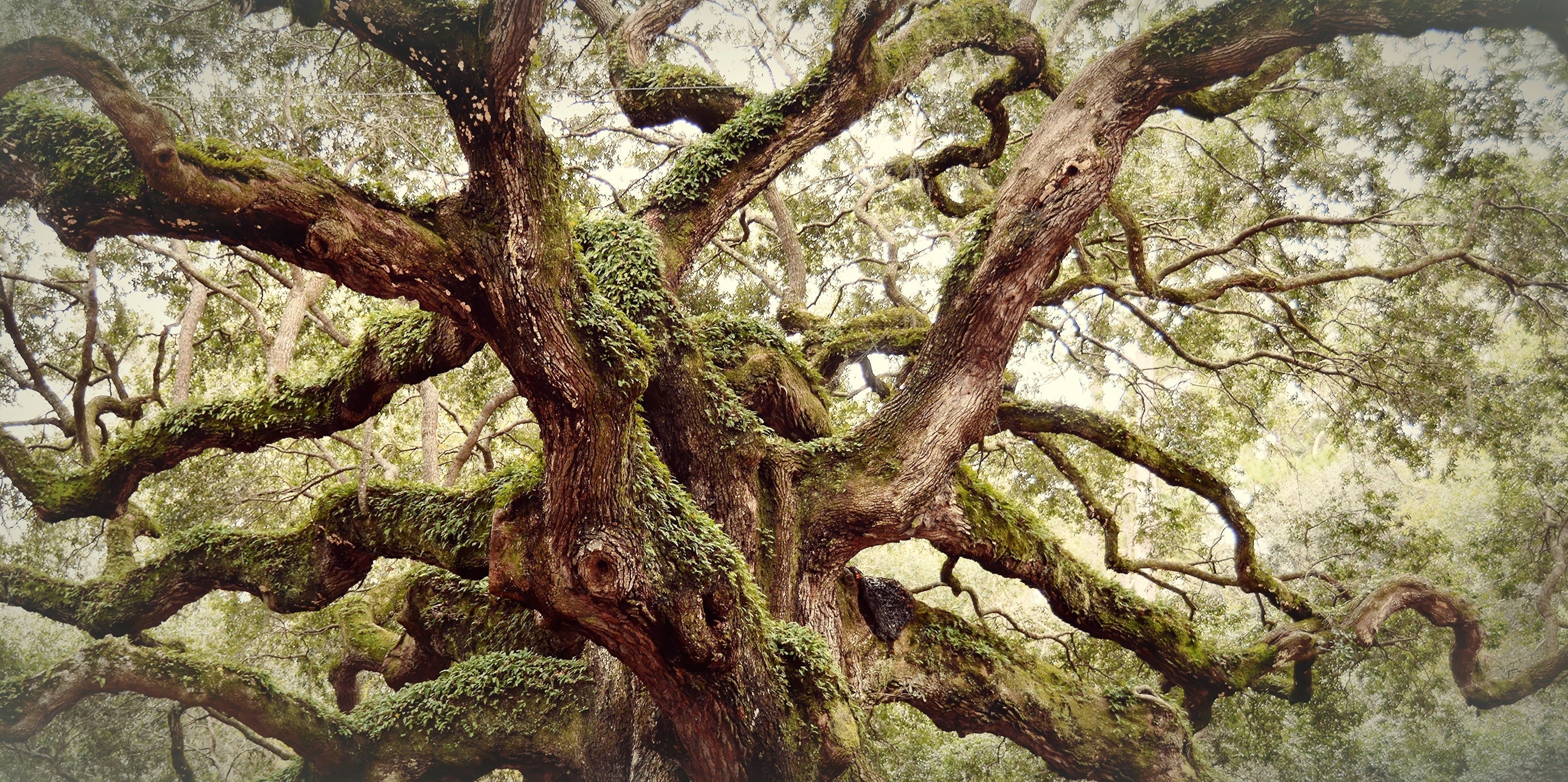 Large oak tree up close
