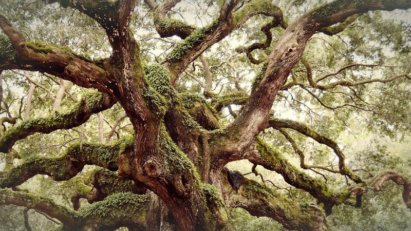 A Celebration of Trees: 2025 Arbor Day Tree Photo Contest