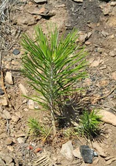 Tree Babies Planted in Tahoe National Forest