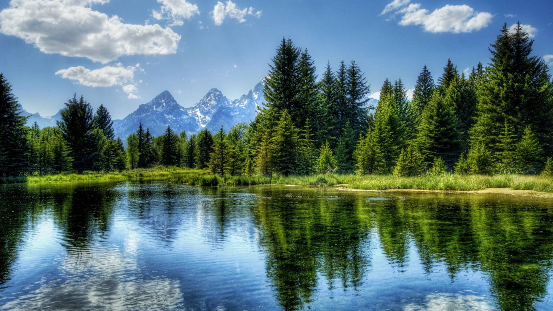 Several evergreen trees reflecting in a lake with mountains and blue sky in background