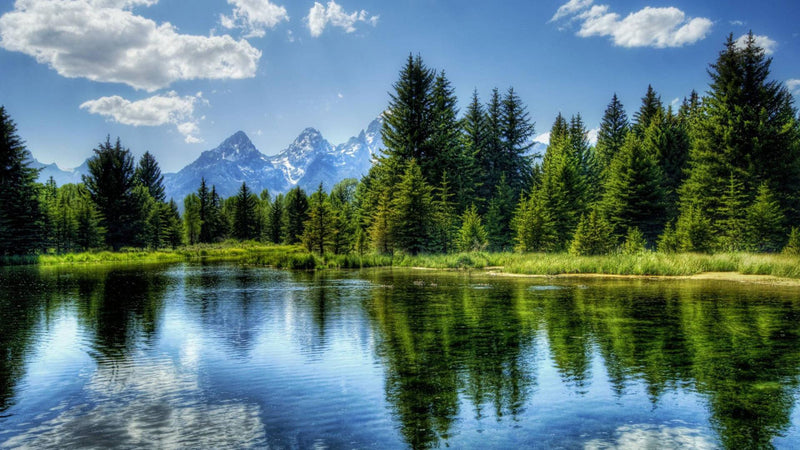 7 Reasons to Plant a Tree as a Gift