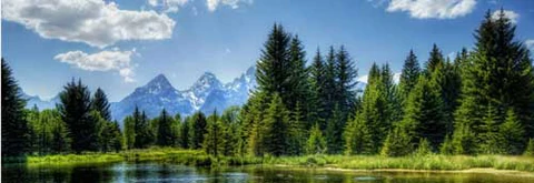 Why Tree Gifts are Great for Corporate Events