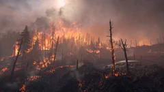 wildfire in a National Forest