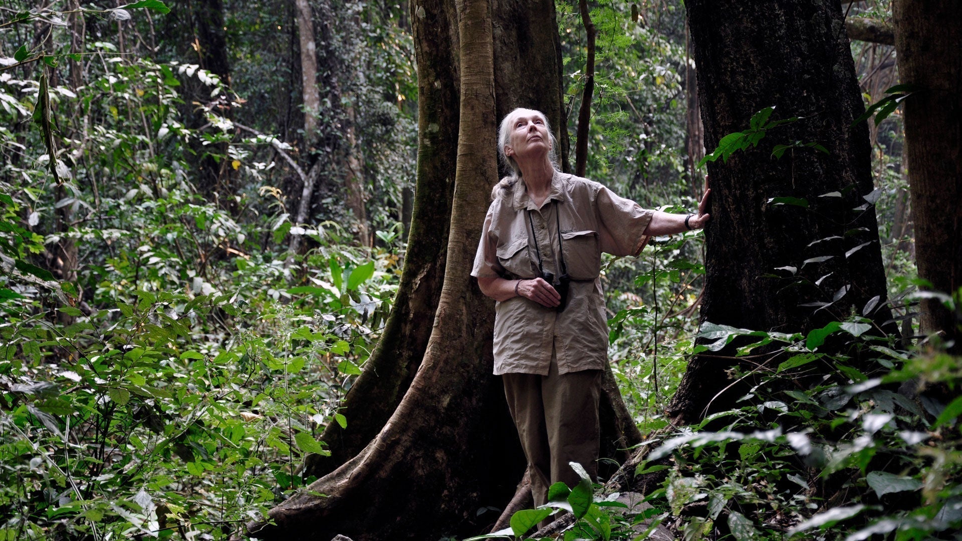 Dr. Jane Goodall Memorial Grove