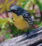 Kirtland’s Warbler - Endangered bird