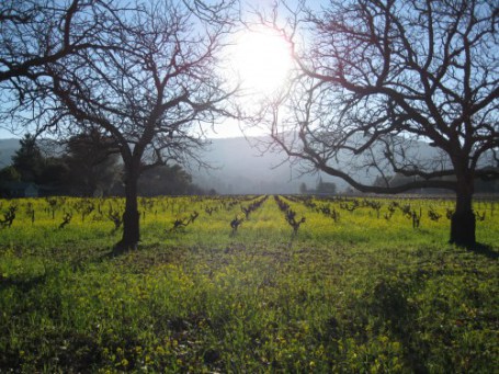 1st Annual Arbor Day Tree Photo Contest