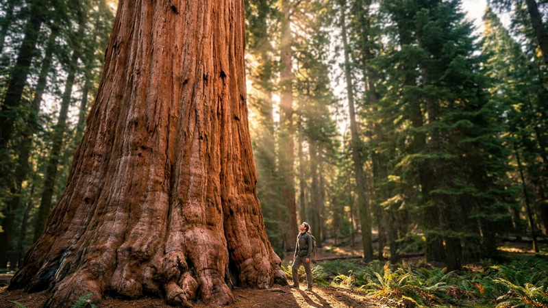 The Complete Guide to Sequoia and Redwood Trees: Everything You Need to Know