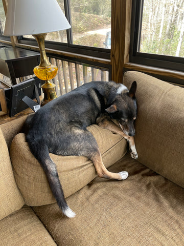 Harvey - my first granddog