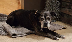 Chewy Fisher. Such a good boy!