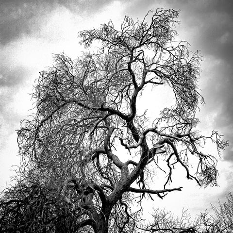 Jim Graham-Black & White winner