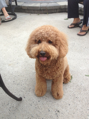 Benji Santasieri, We miss you and love you forever 