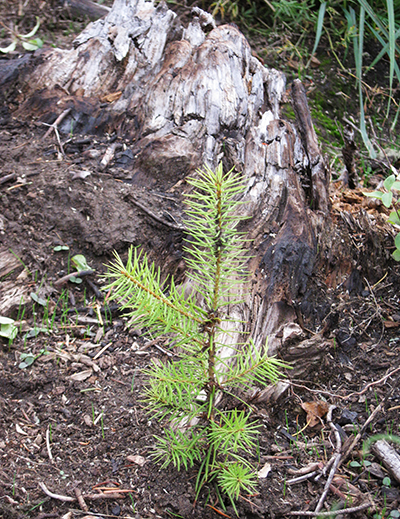 Gallatin National Forest Tree Baby Planted in 2013