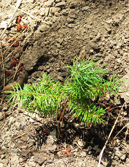 Shasta-Trinity National Forest Tree Baby Planted in 2013