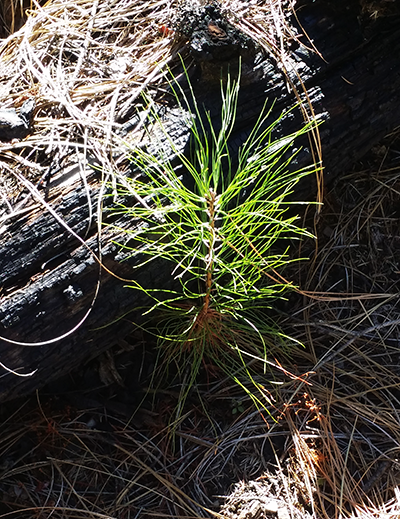 Mendocino National Forest Tree Baby Planted in 2015