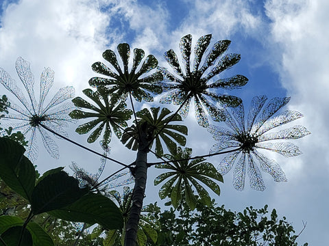 Jacquelyn Abrams- Winner, Unique Tree