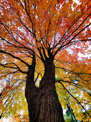 Laura Engelke-Autumn Tree winner