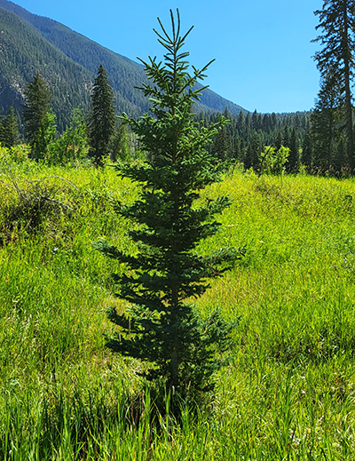 Gallatin National Forest, Southwest Montana