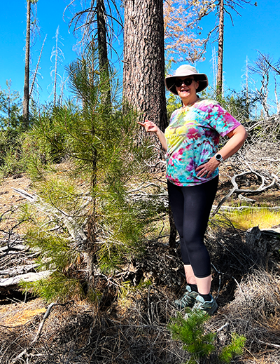Mendocino NF Tree in 2022, at 7 years old