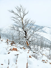 Aaron Telian-Winter Tree winner