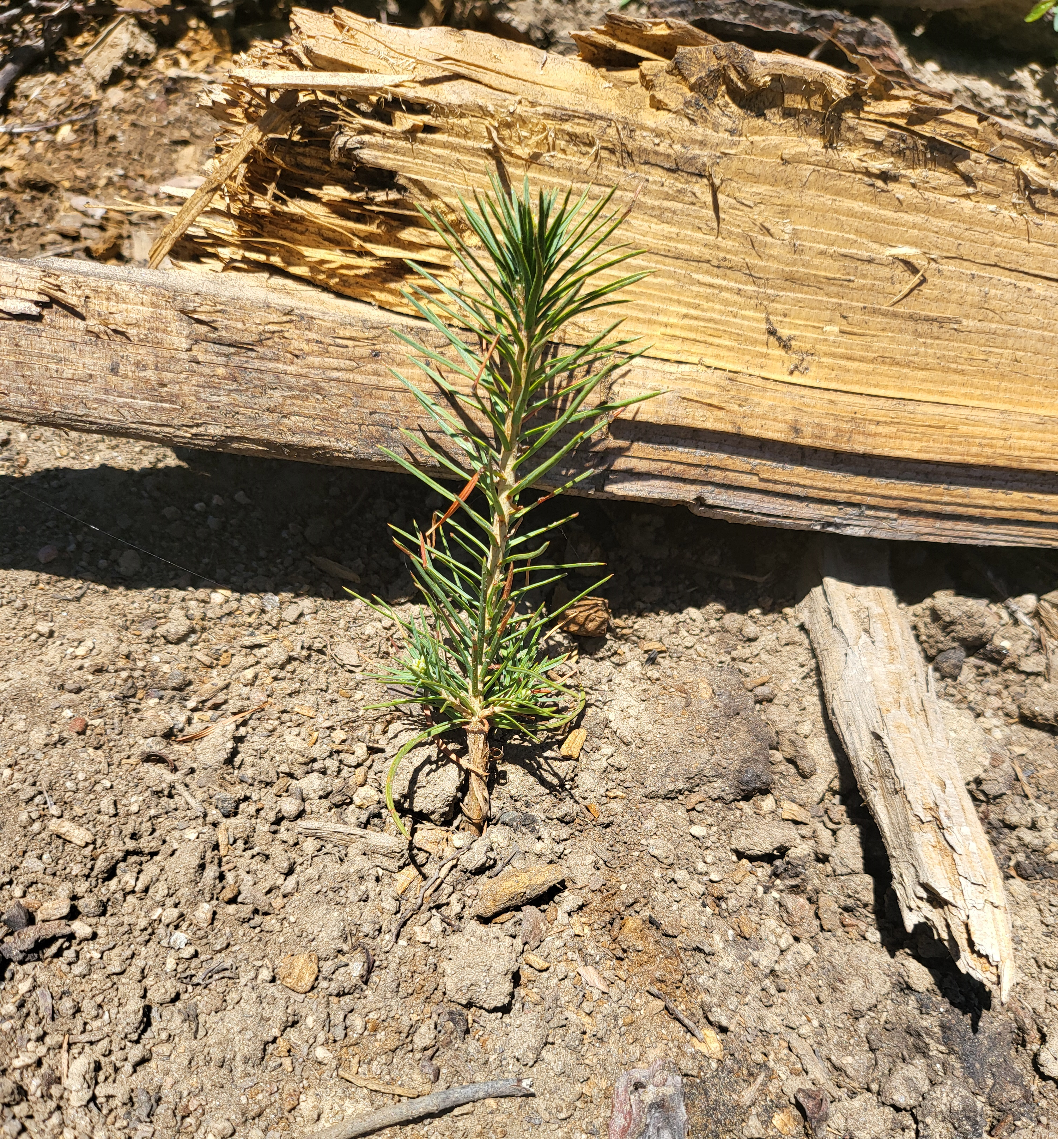 Sequoia NF Tree Baby planted in 2024