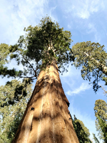 Kat Duran- Winner, Glorious Big Tree