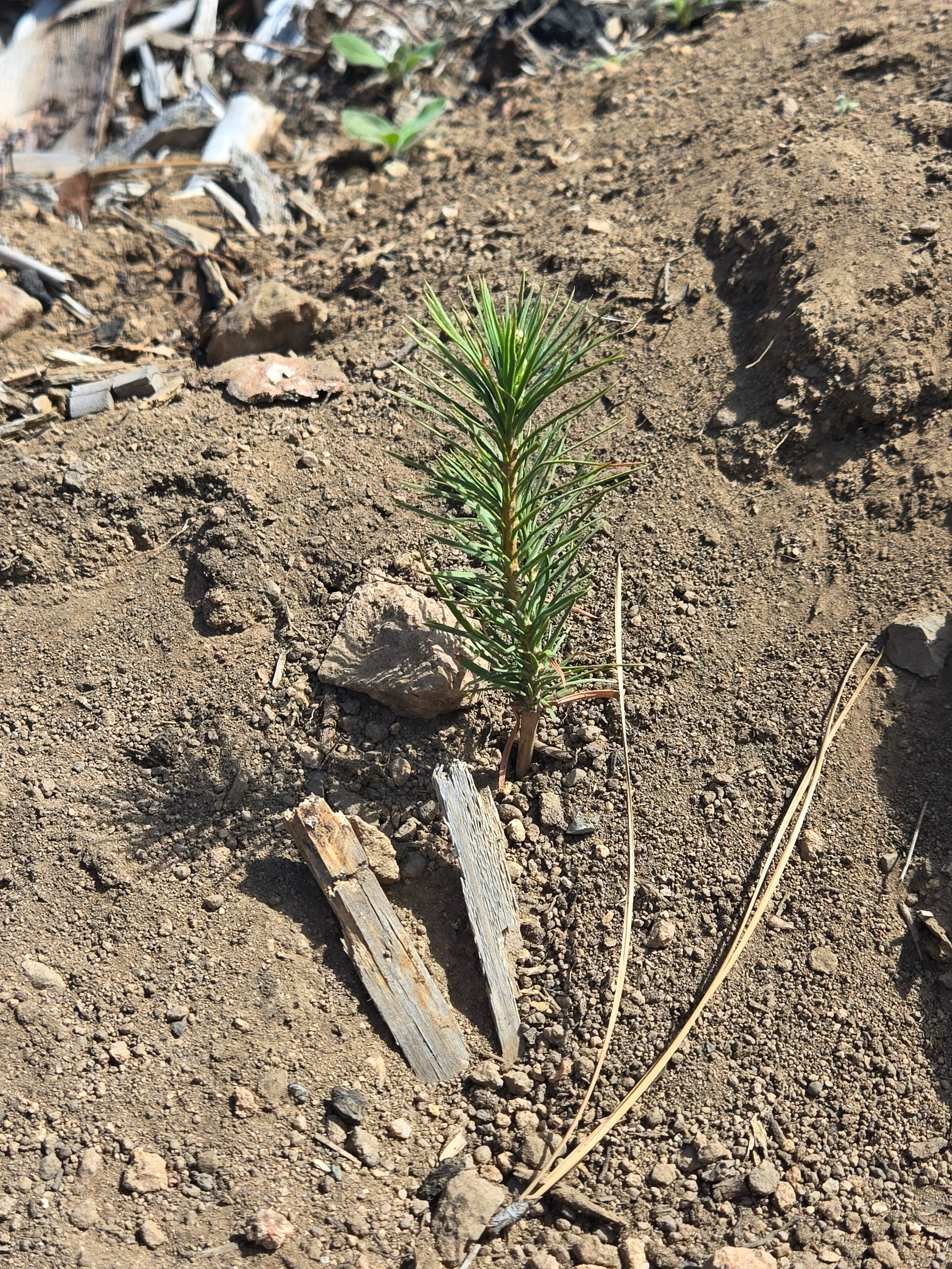 Young pine tree planted in memory in Sequoia National Forest
