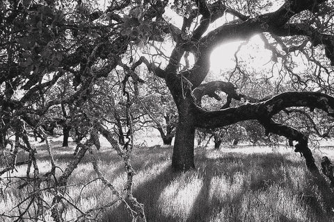 Rob Testorelli- Winner, Light & Shadow